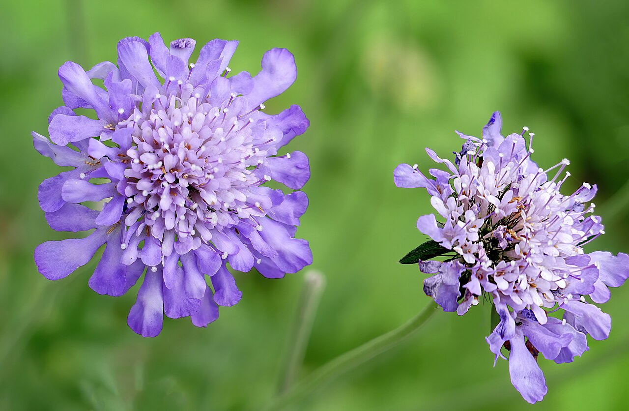 Скабиоза (Scabiosa) — внешний вид растения
