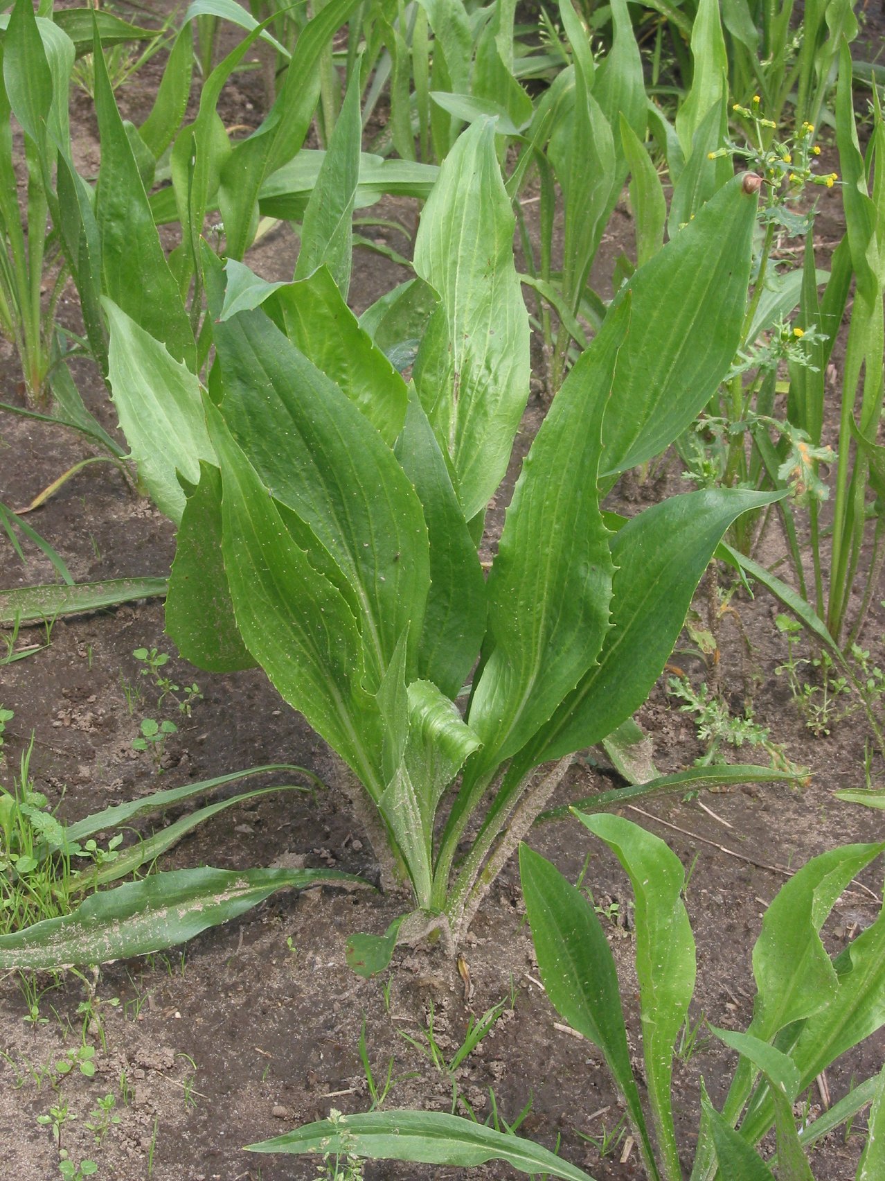 Скорцонера (Scorzonera hispanica) — внешний вид растения