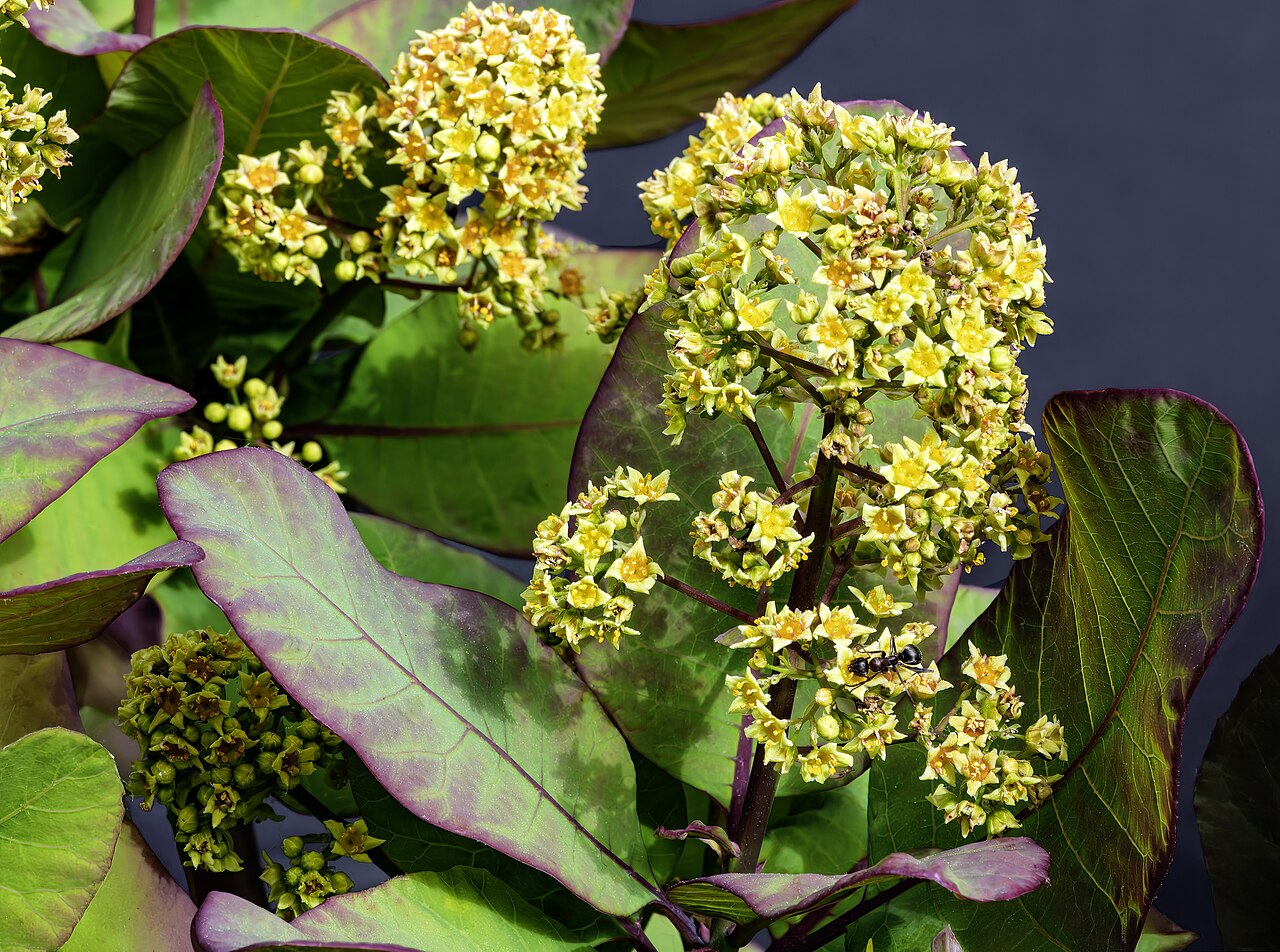 Скумпия (Cotinus coggygria) — внешний вид растения