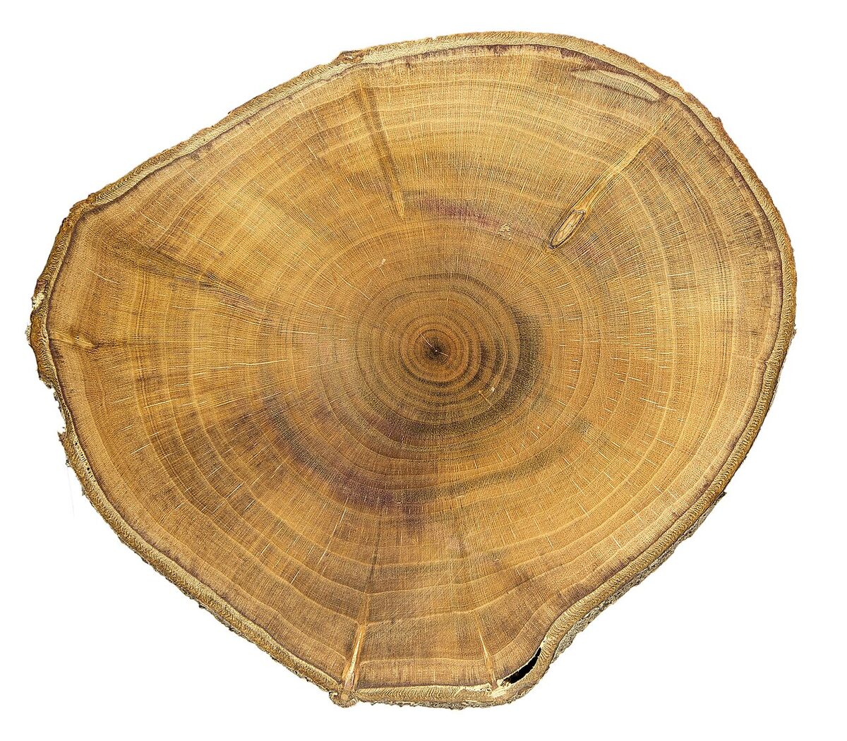 Слива (Prunus domestica) — внешний вид растения