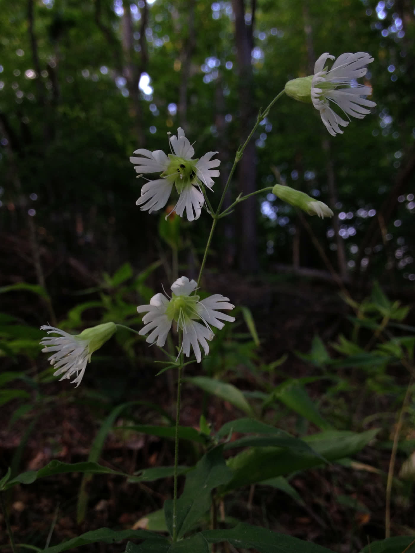 Смолёвка звездчатая (Silene stellata) — кружевные белые цветки с глубоко бахромчатыми лепестками в рыхлой метёлке
