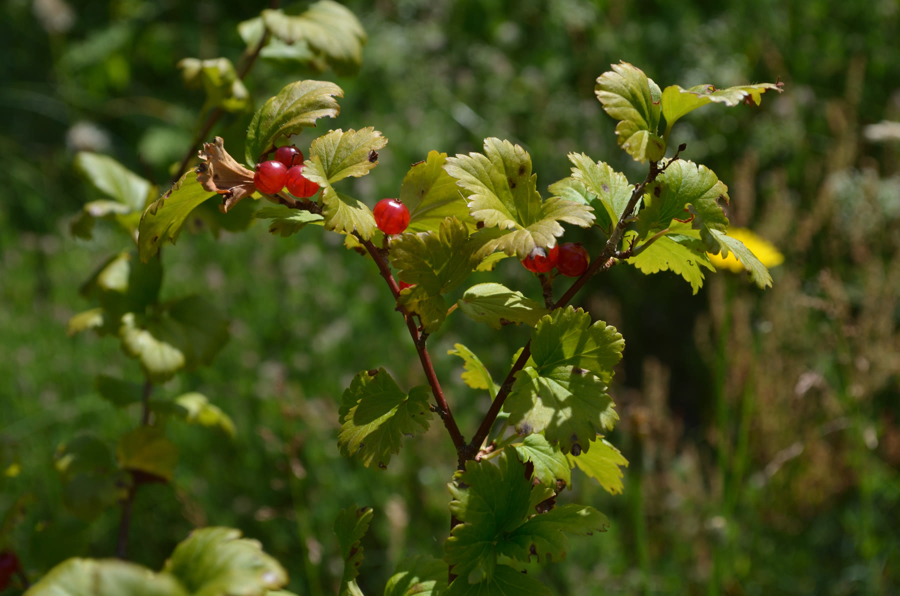 Смородина альпийская (Ribes alpinum) — внешний вид растения