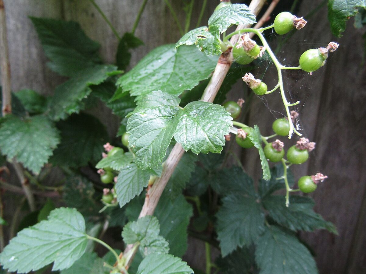 Смородина чёрная (Ribes nigrum) — внешний вид растения