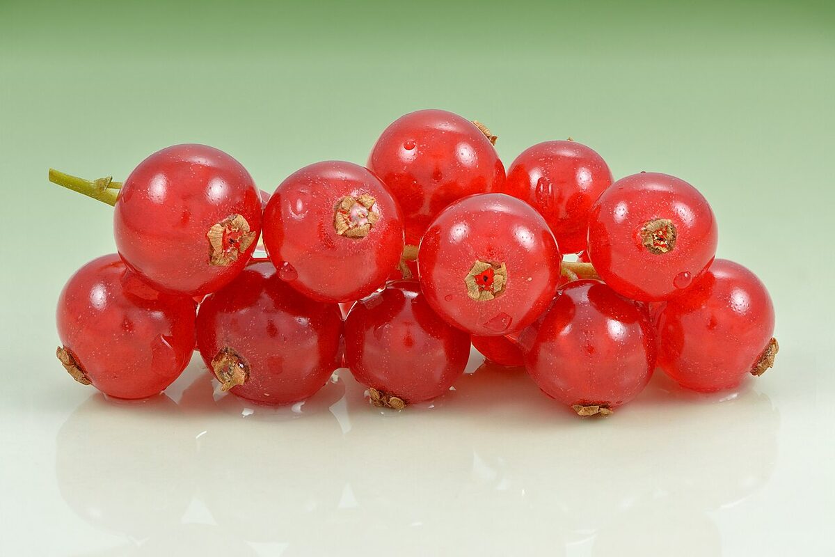Смородина красная (Ribes rubrum) — внешний вид растения