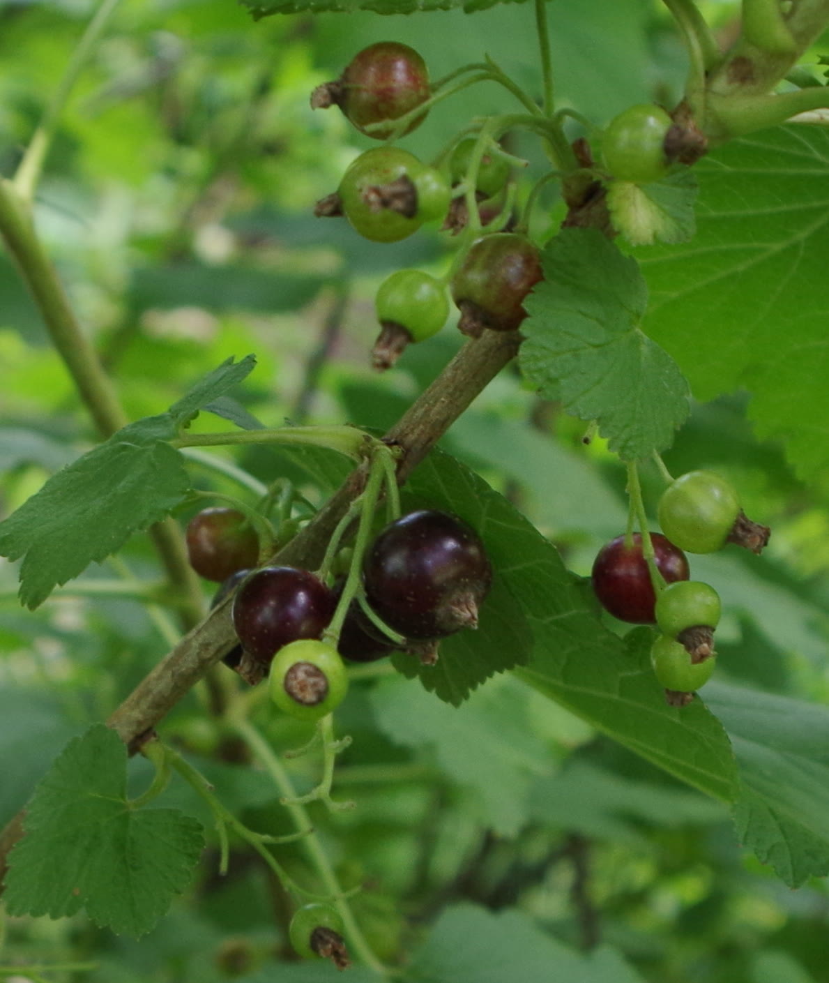 Ветка чёрной смородины (Ribes nigrum) с кистью ягод разной степени зрелости: от зелёных до почти чёрных, на фоне тёмно-зелёных морщинистых листьев