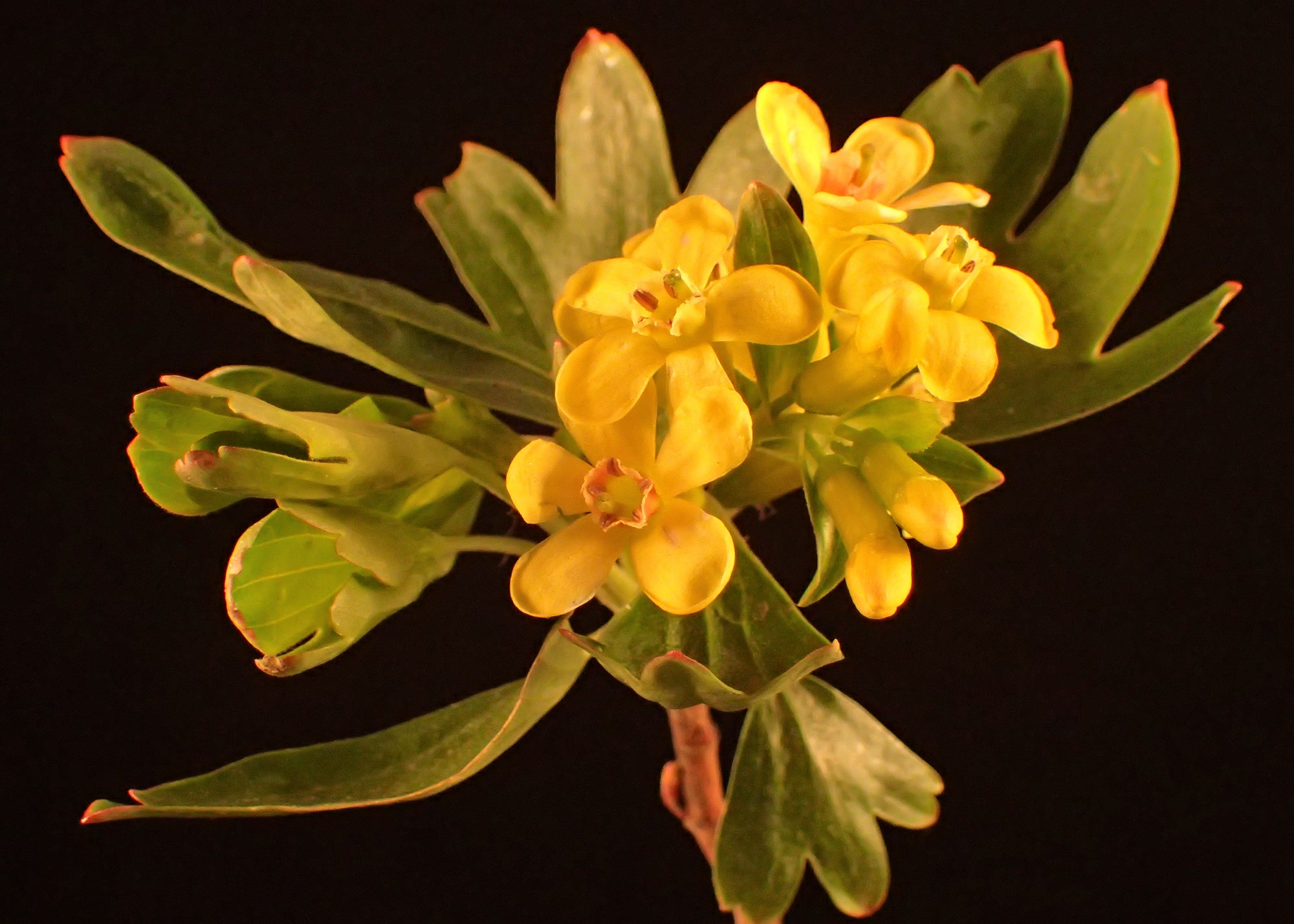 Смородина золотистая (Ribes aureum) — внешний вид растения