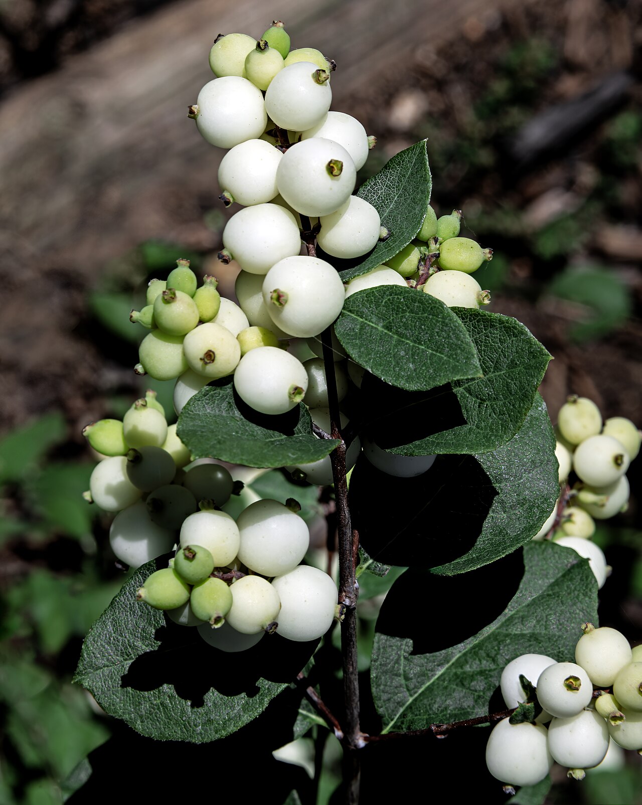 Снежноягодник (Symphoricarpos albus) — внешний вид растения