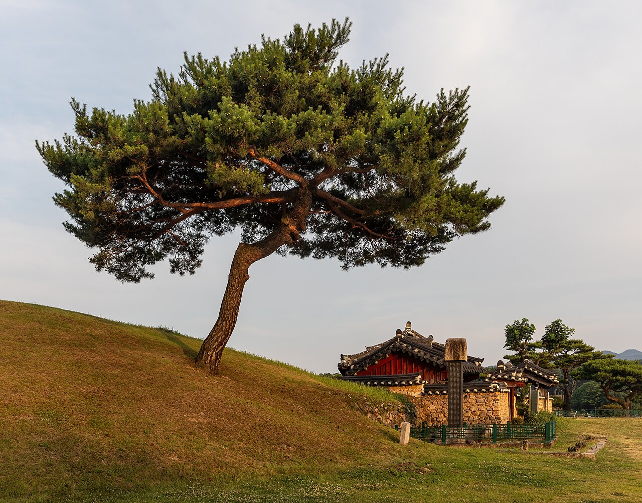 Сосна (Pinus) — внешний вид растения