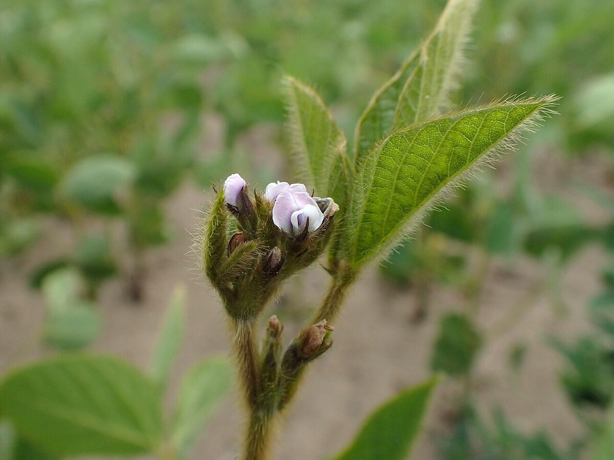 Соя (Glycine max) — внешний вид растения