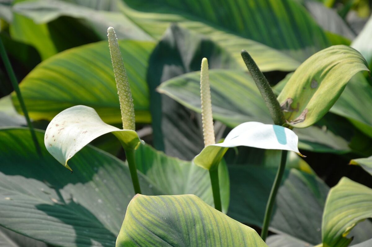 Цветущий спатифиллум (Spathiphyllum) с белыми покрывалами соцветий и тёмно-зелёными листьями