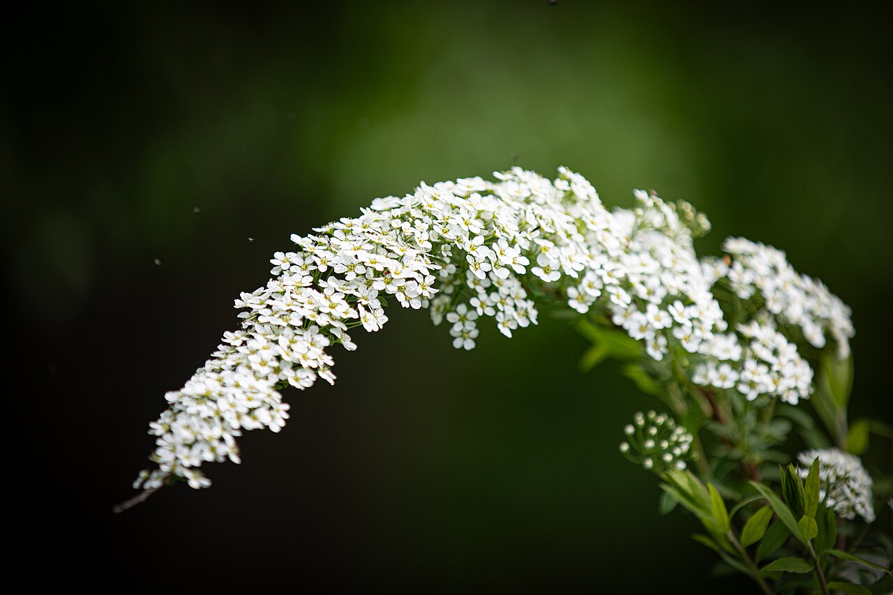 Спирея серая Грефшейм (Spiraea × cinerea 'Grefsheim') — куст с дугообразными ветвями, сплошь покрытыми белыми цветками