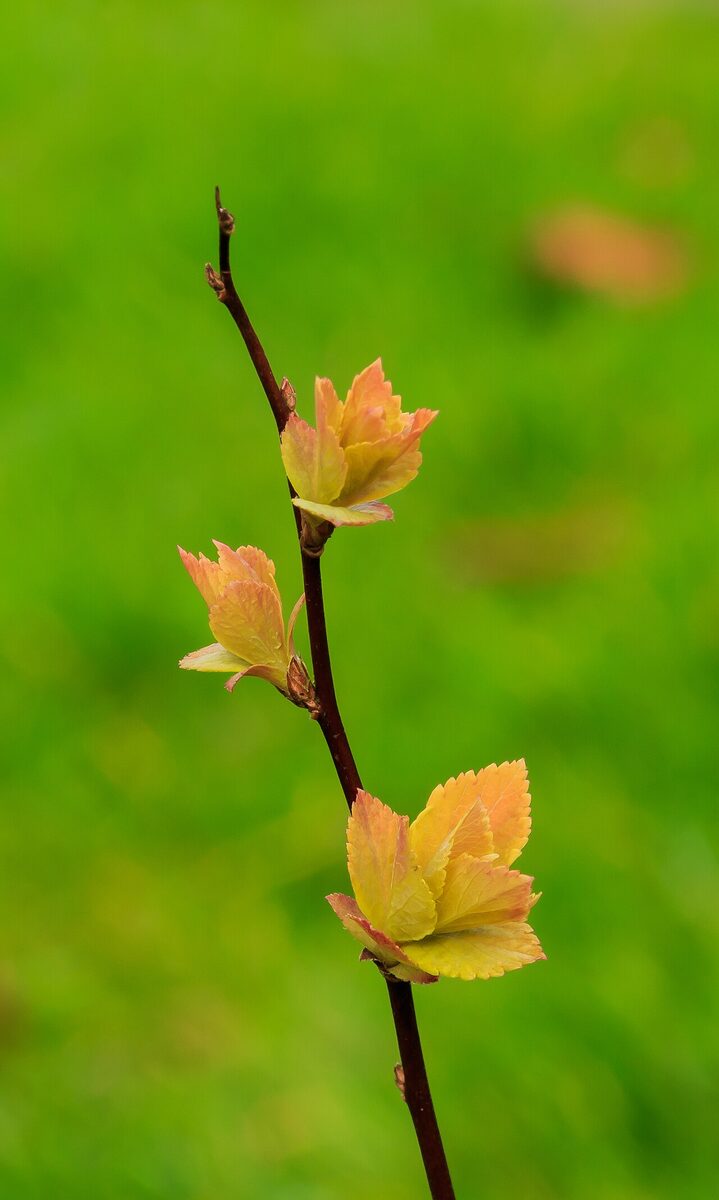 Спирея (Spiraea) — внешний вид растения