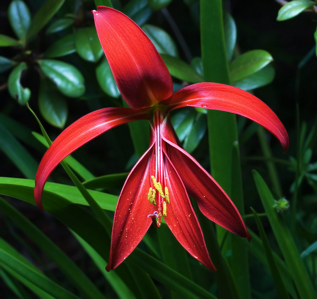 Спрекелия (Sprekelia formosissima) — внешний вид растения