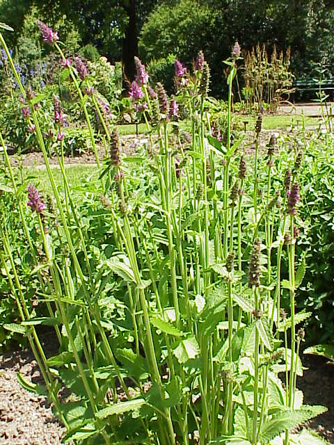 Стахис (Stachys affinis) — внешний вид растения