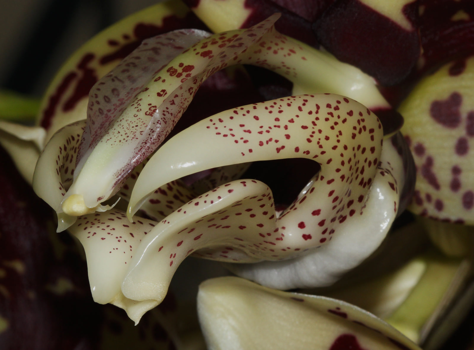 Стангопея тигровая (Stanhopea tigrina) — крупные крапчатые цветки в подвесной корзине