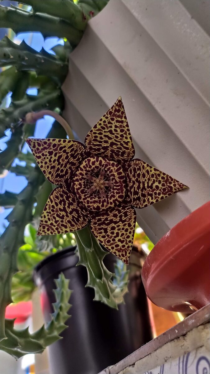 Стапелия (Stapelia) — внешний вид растения