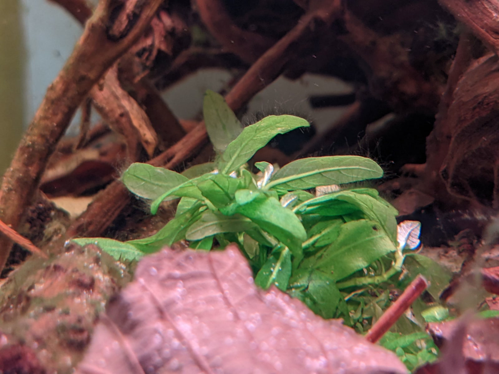 Стаурогин ползучий (Staurogyne repens) в аквариуме — кустистые холмики из широких лопатовидных листьев