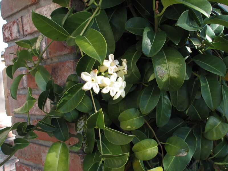 Стефанотис (Stephanotis floribunda) — внешний вид растения