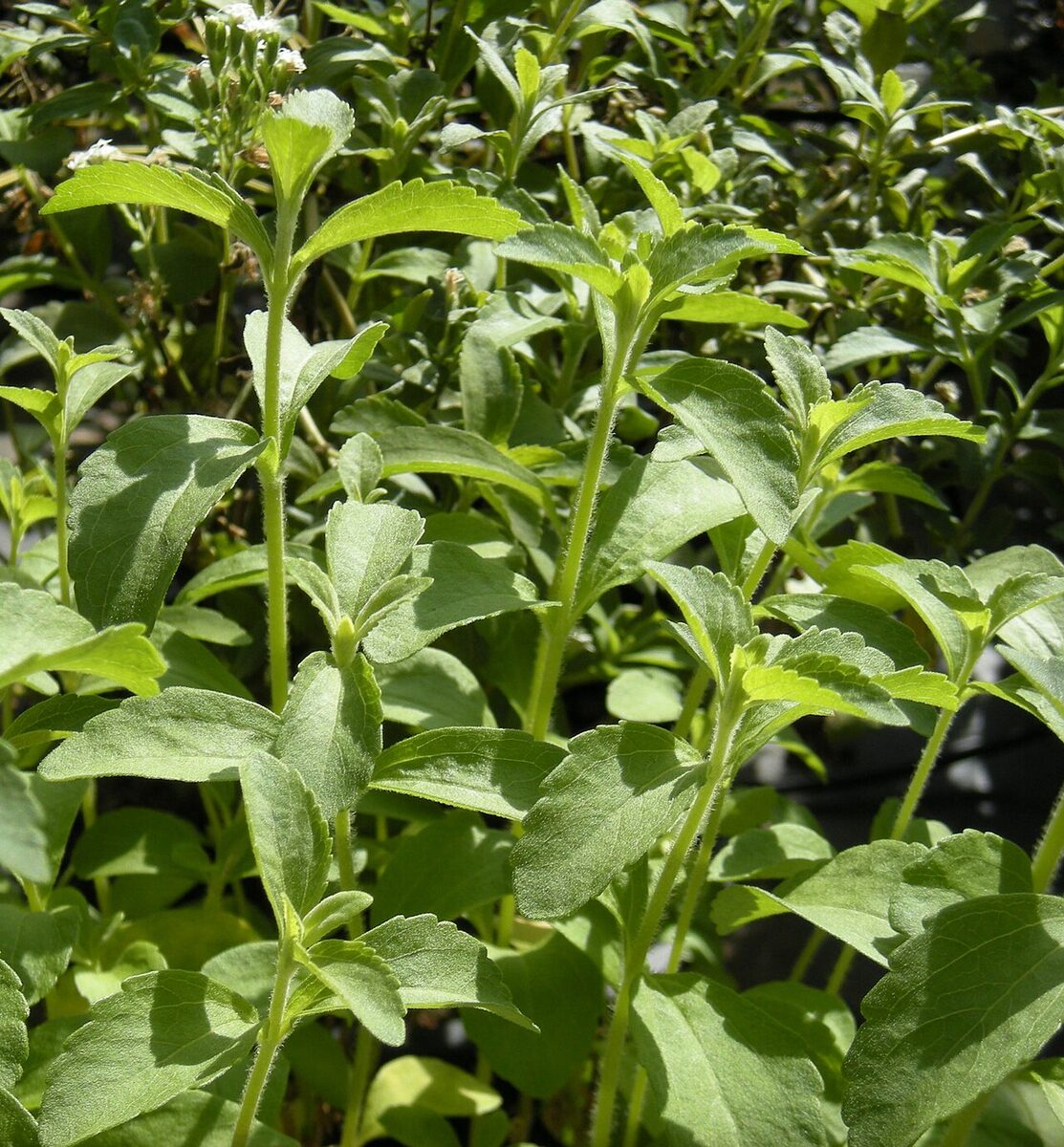 Стевия (Stevia rebaudiana) — внешний вид растения