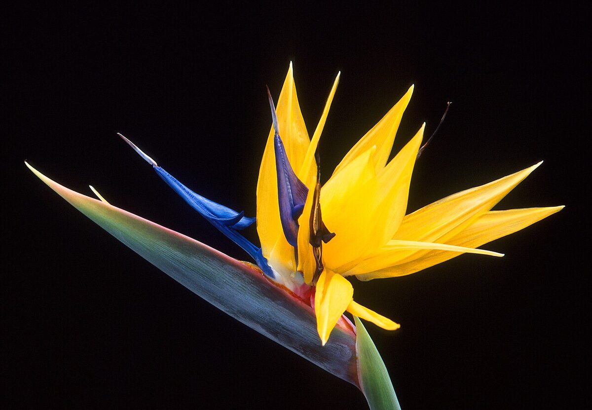 Стрелиция (Strelitzia reginae) — внешний вид растения