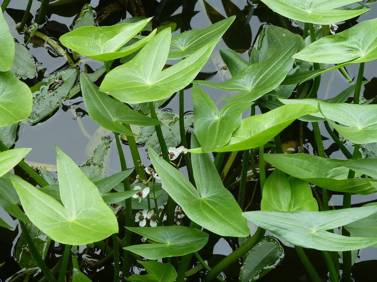 Стрелолист (Sagittaria sagittifolia) — внешний вид растения