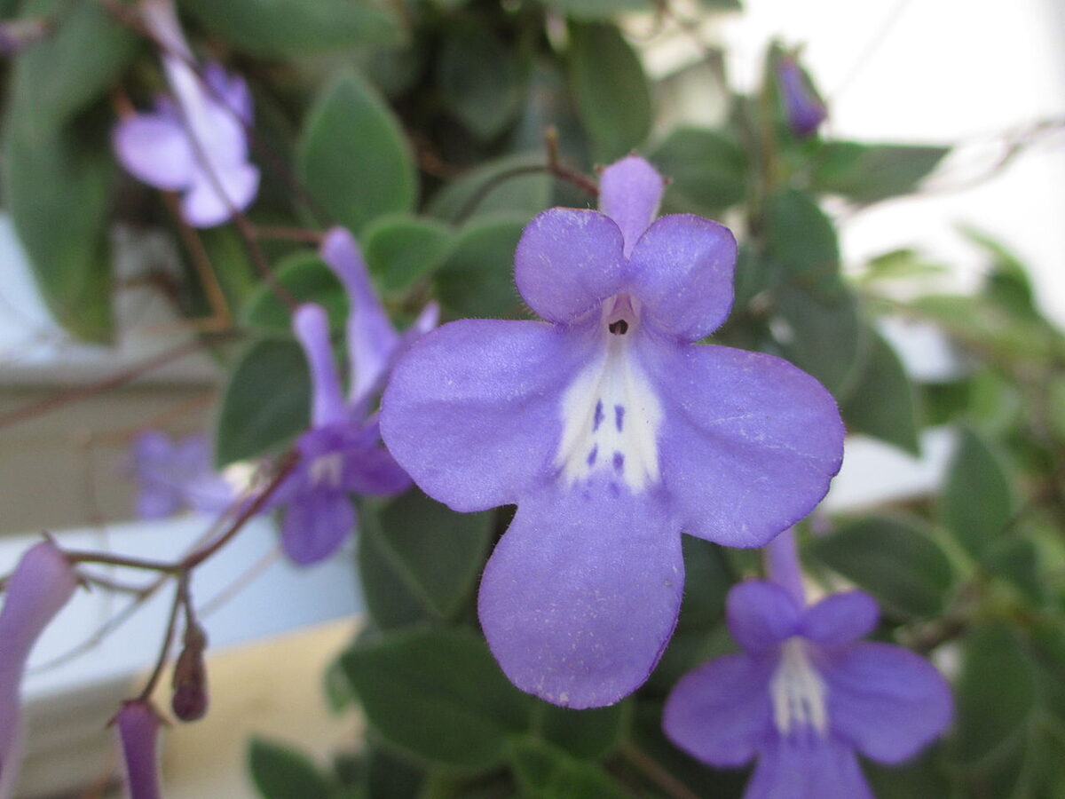 Стрептокарпелла (Streptocarpus (Streptocarpella)) — внешний вид растения