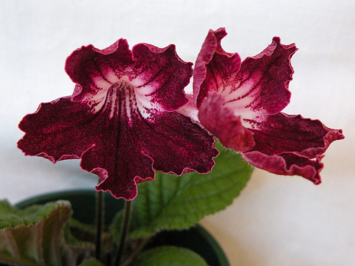 Стрептокарпус (Streptocarpus) — внешний вид растения