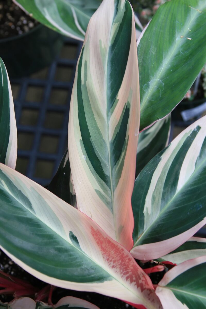 Строманта (Stromanthe sanguinea) — внешний вид растения