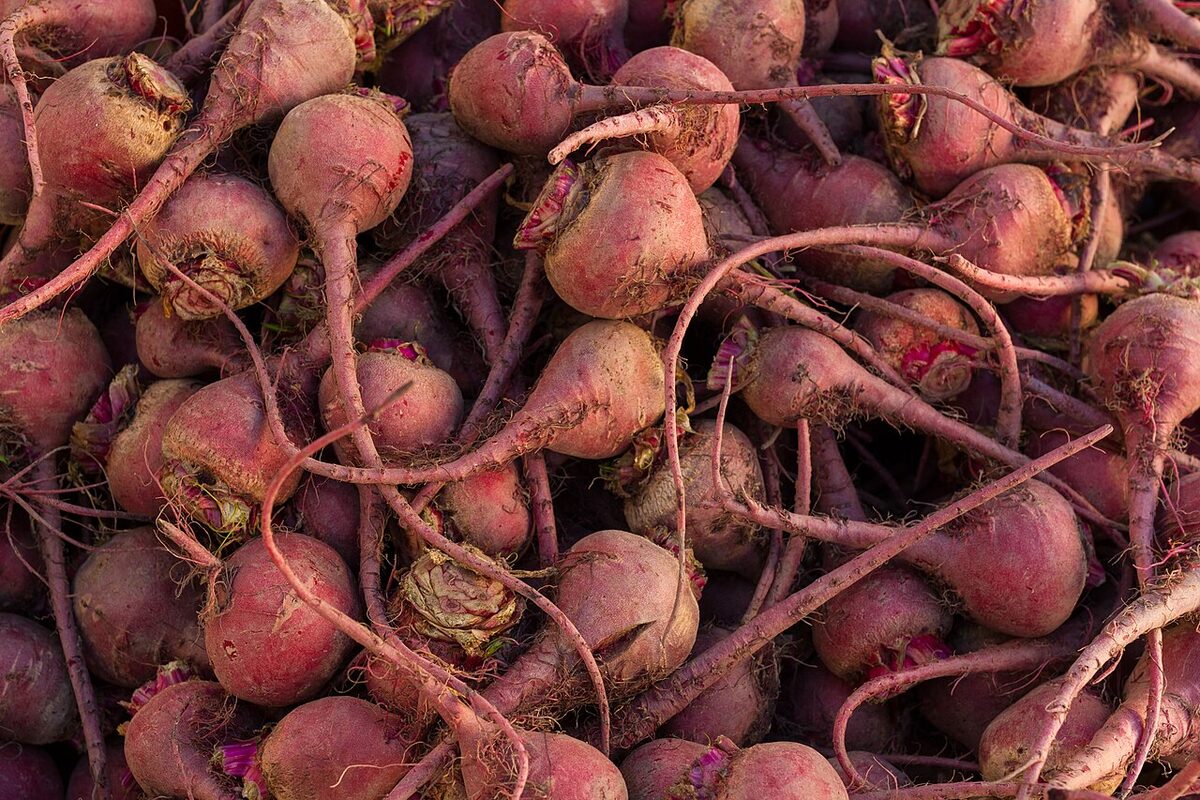 Свёкла (Beta vulgaris) — внешний вид растения