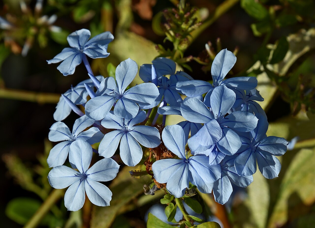 Свинчатка (Plumbago auriculata) — внешний вид растения