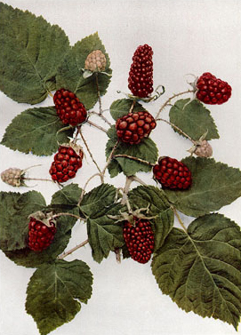Тайберри (Rubus × loganobaccus) — внешний вид растения