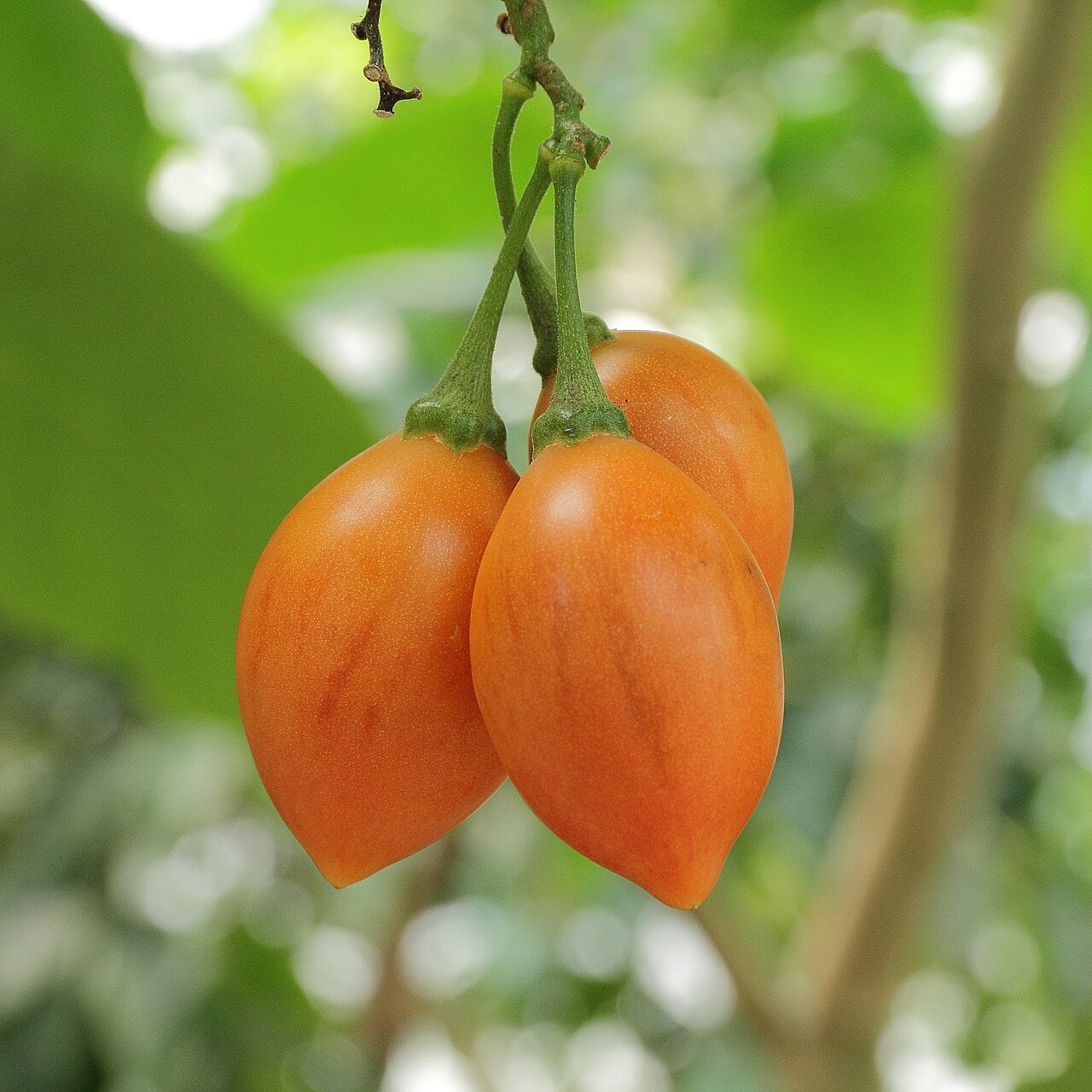 Тамарилло (Solanum betaceum) — внешний вид растения