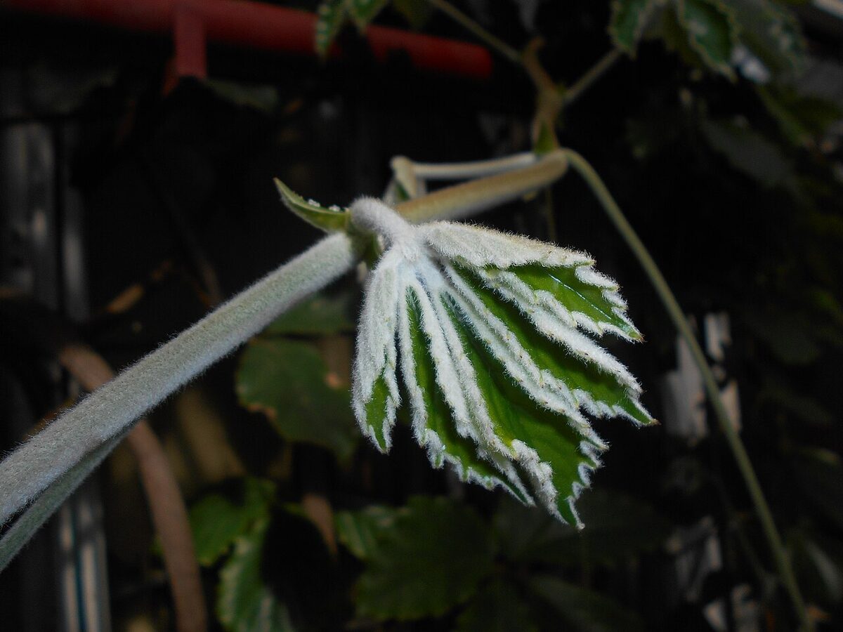 Тетрастигма (Tetrastigma voinierianum) — внешний вид растения