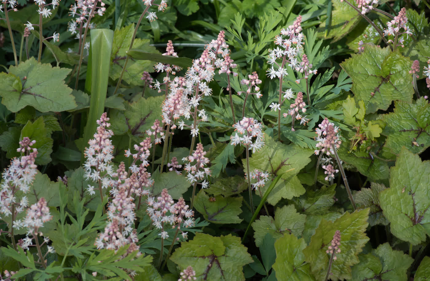 Тиарелла Уэрри (Tiarella wherryi) — внешний вид растения