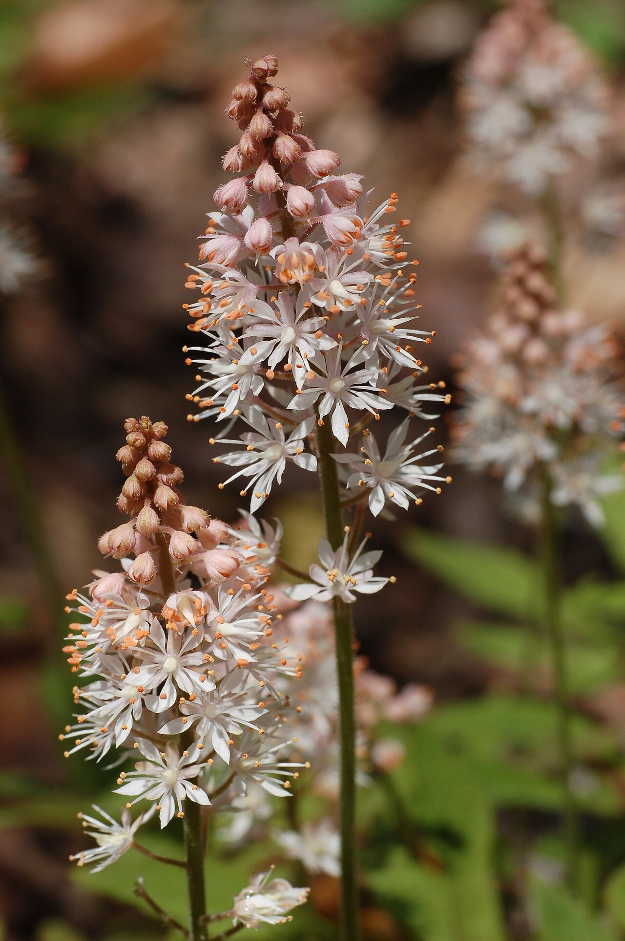Тиарелла (Tiarella) — внешний вид растения