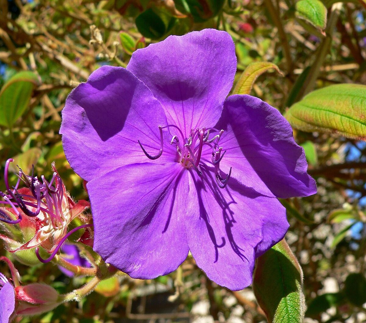 Тибухина (Tibouchina urvilleana) — внешний вид растения