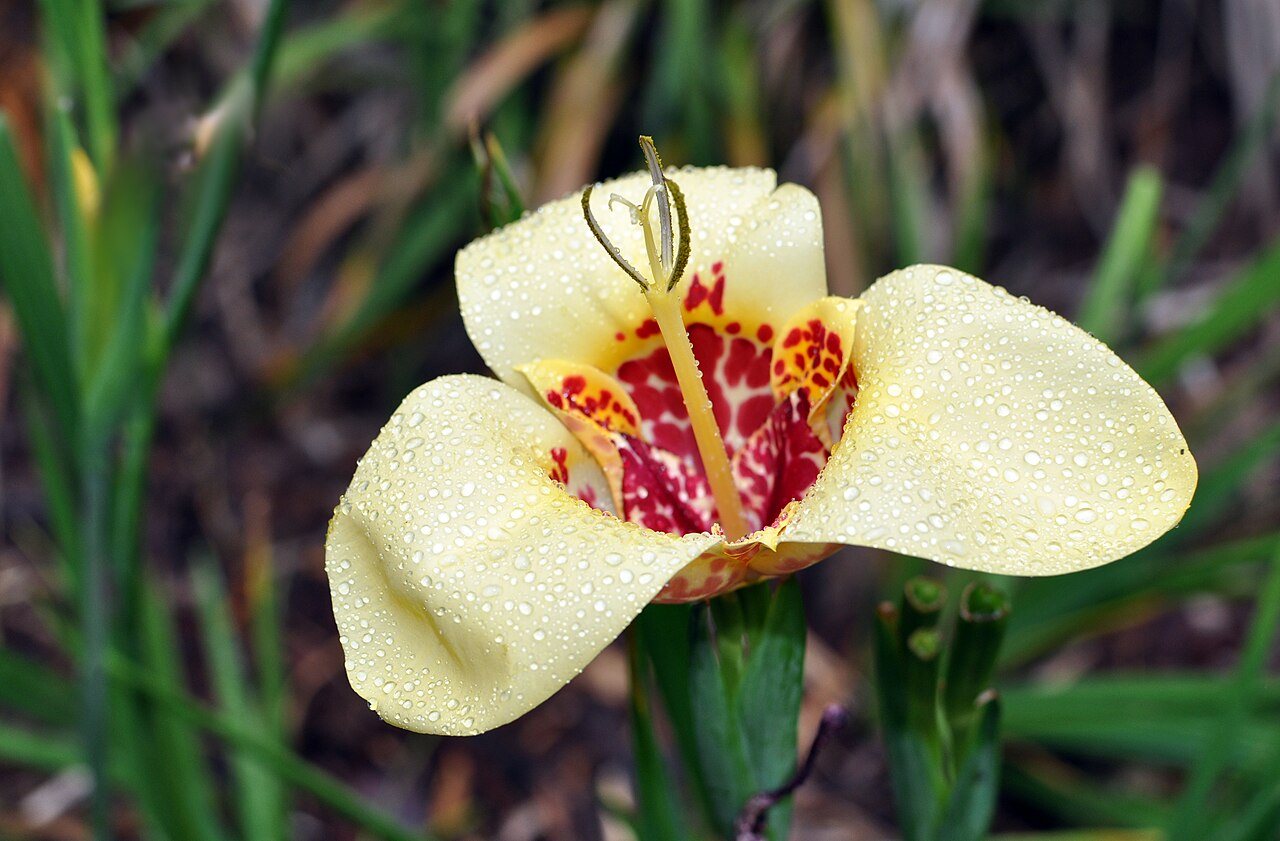Тигридия (Tigridia pavonia) — внешний вид растения