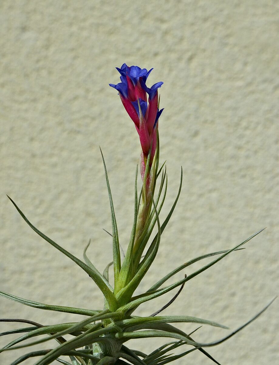 Тилландсия (Tillandsia) — внешний вид растения