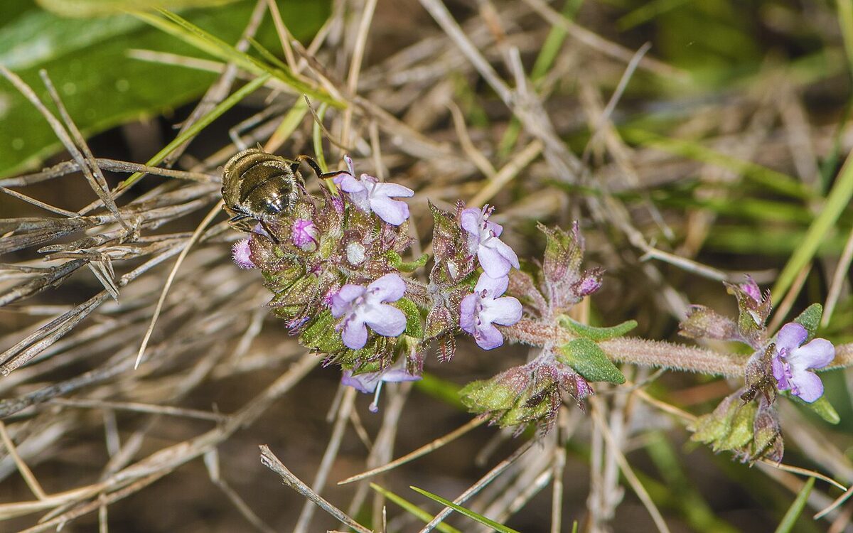 Тимьян (Thymus vulgaris) — внешний вид растения