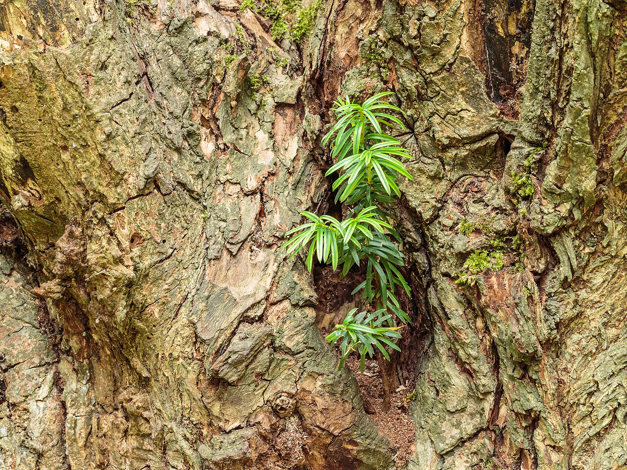 Тис (Taxus baccata) — внешний вид растения