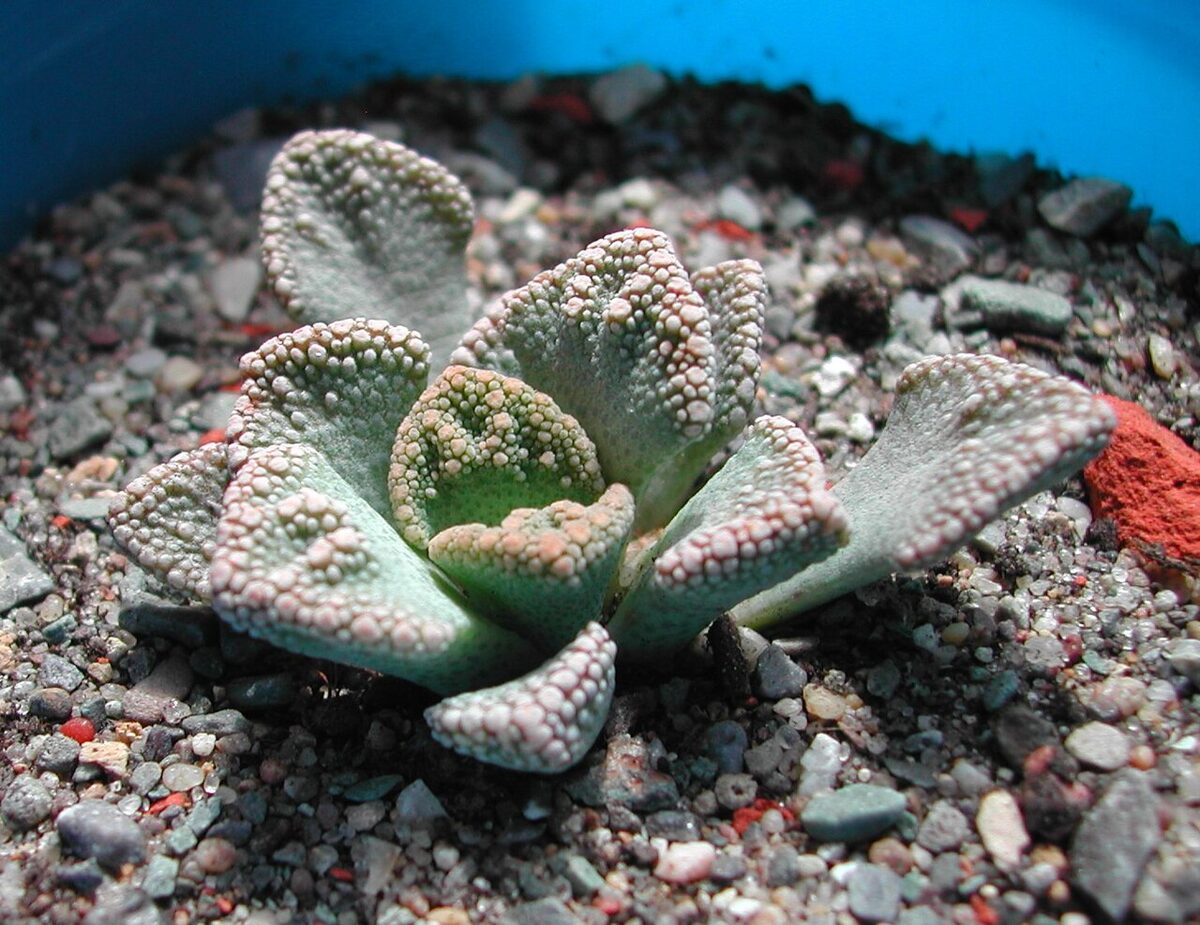 Титанопсис (Titanopsis) — внешний вид растения