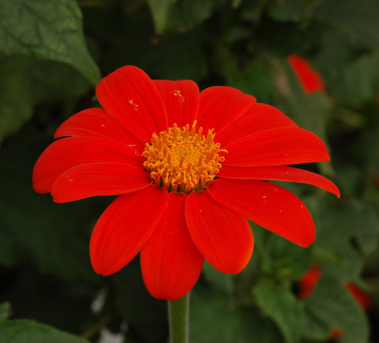 Титония (Tithonia) — внешний вид растения