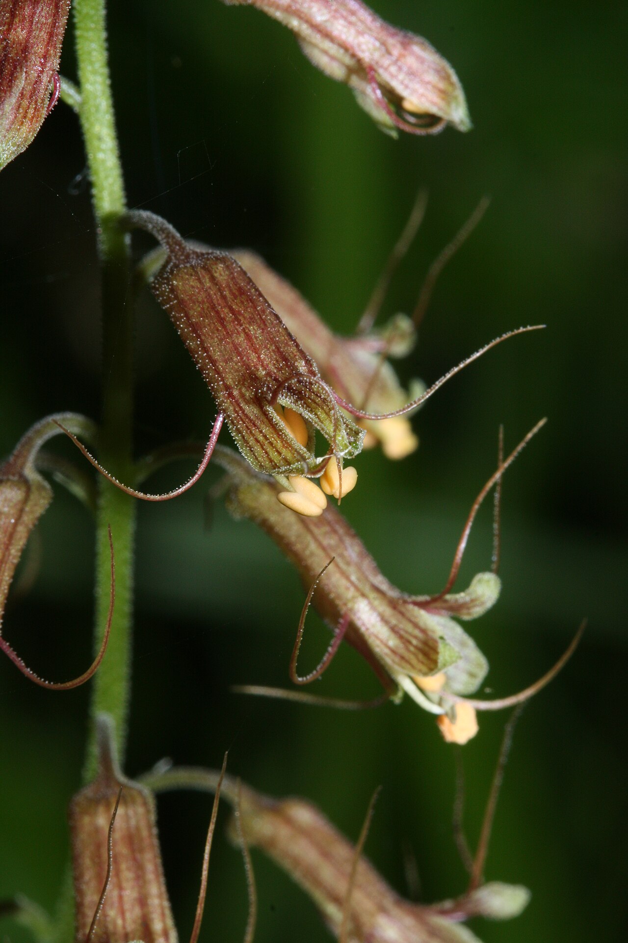 Толмия (Tolmiea menziesii) — внешний вид растения