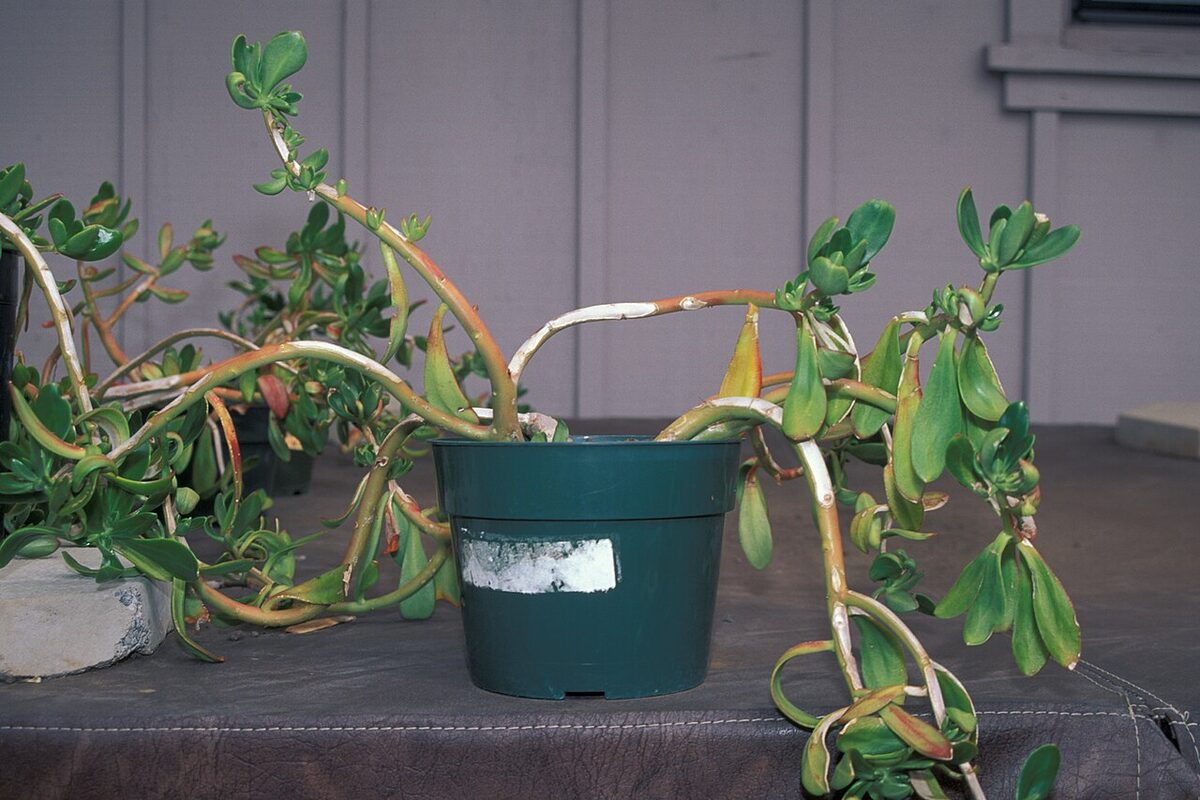 Толстянка овальная (Crassula ovata), денежное дерево, с мясистыми листьями в горшке