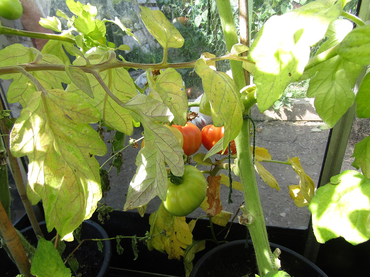 Созревающие красные и зелёные плоды томата на кусте в открытом грунте