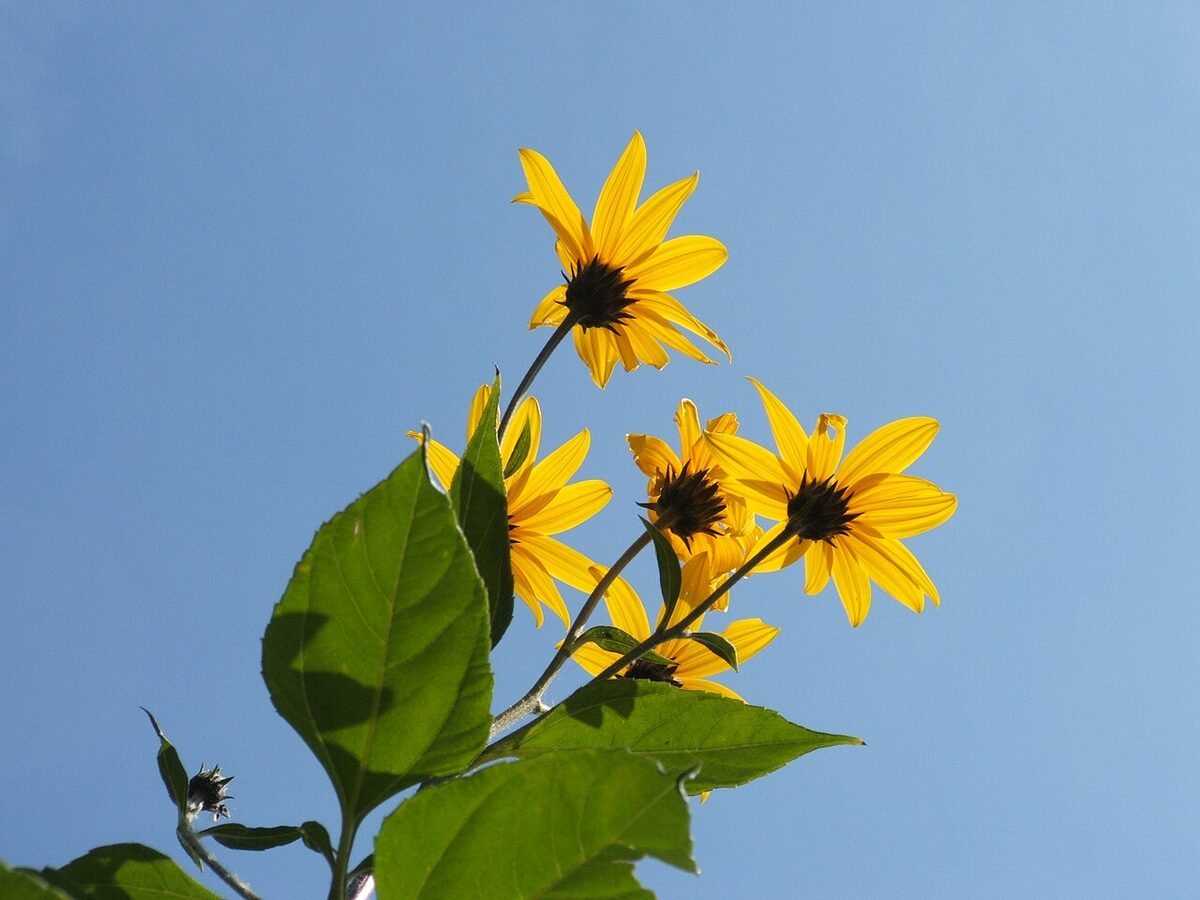 Топинамбур (Helianthus tuberosus) — внешний вид растения