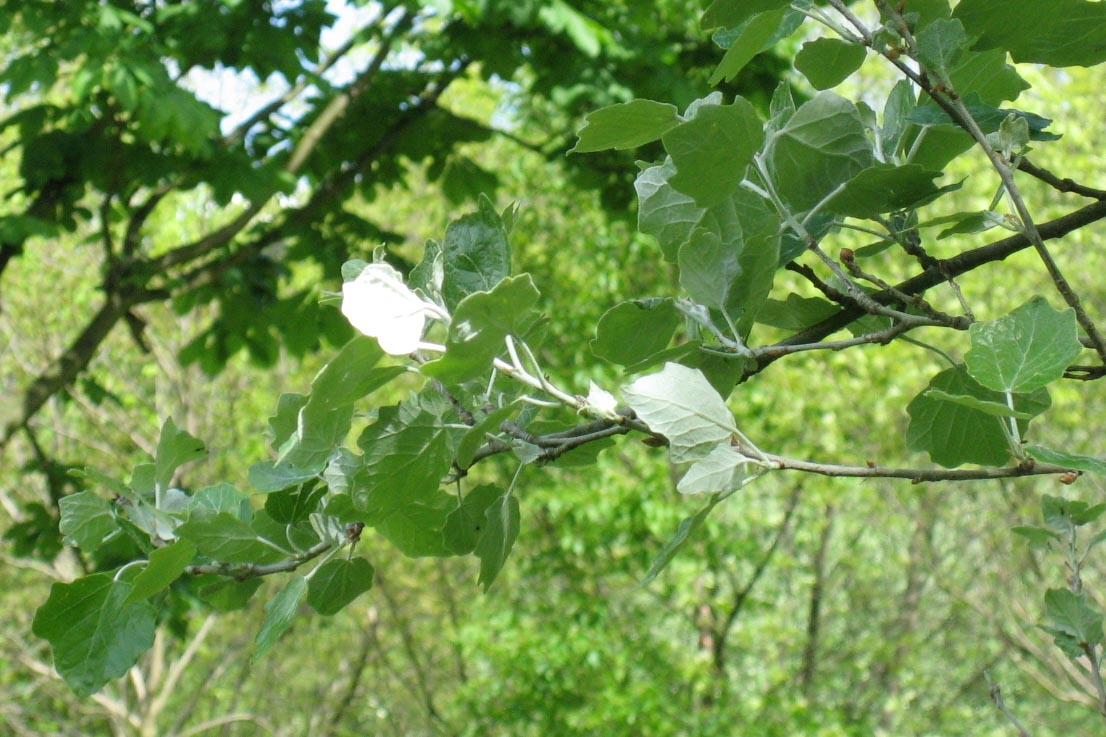 Тополь белый (Populus alba) — внешний вид растения