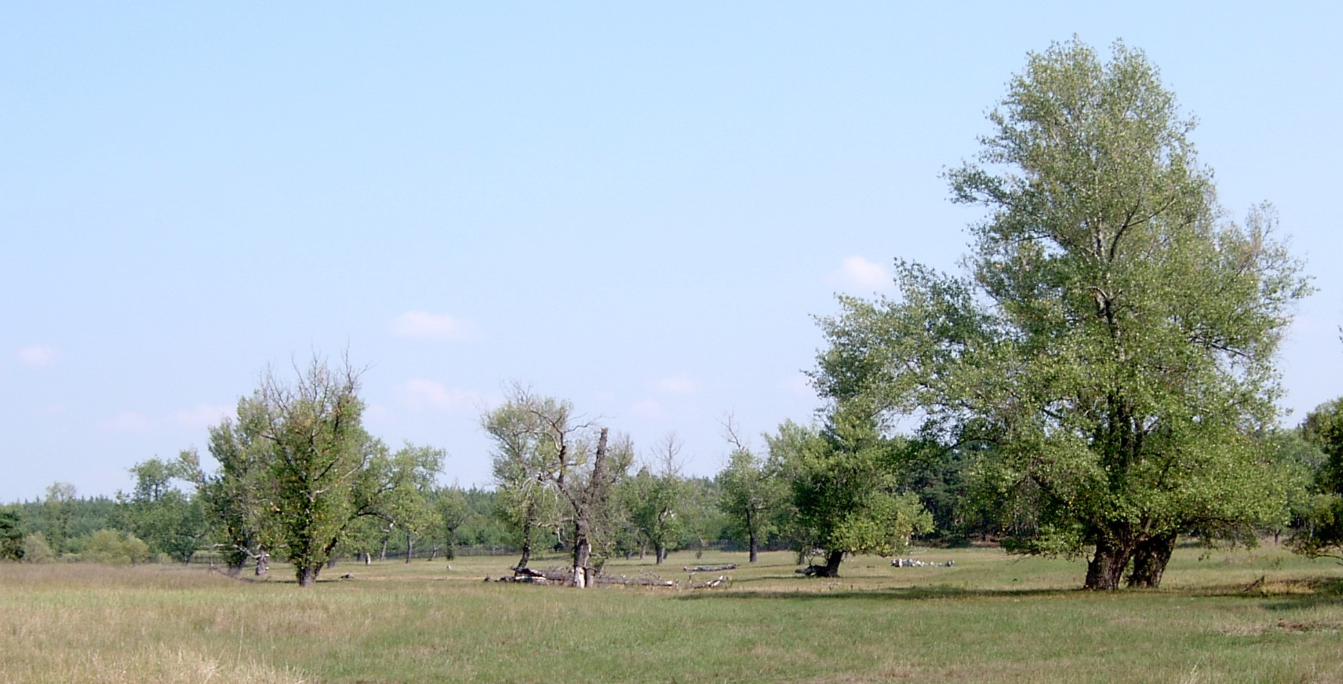 Тополь чёрный (Populus nigra) — внешний вид растения