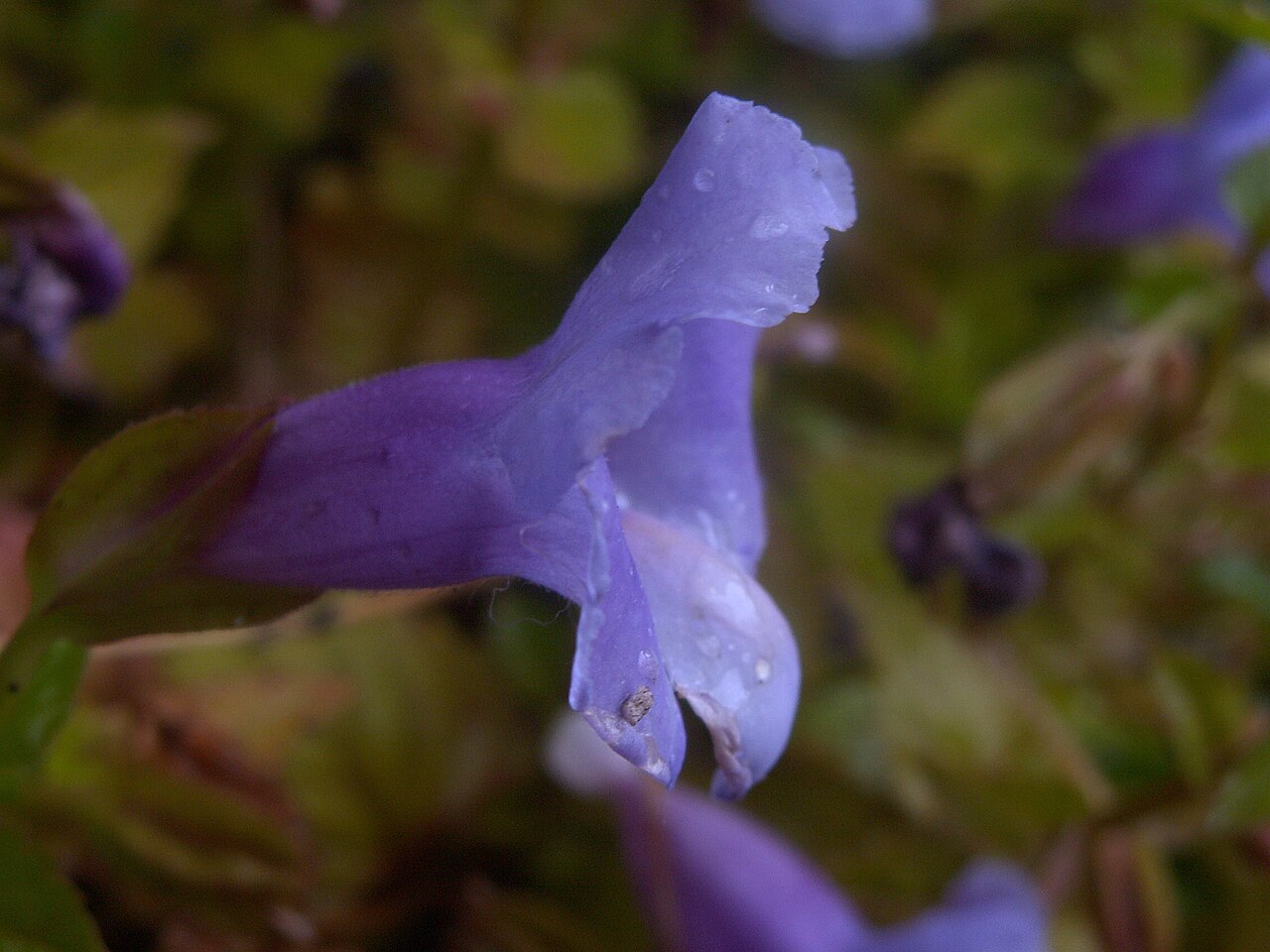 Торения (Torenia fournieri) — внешний вид растения