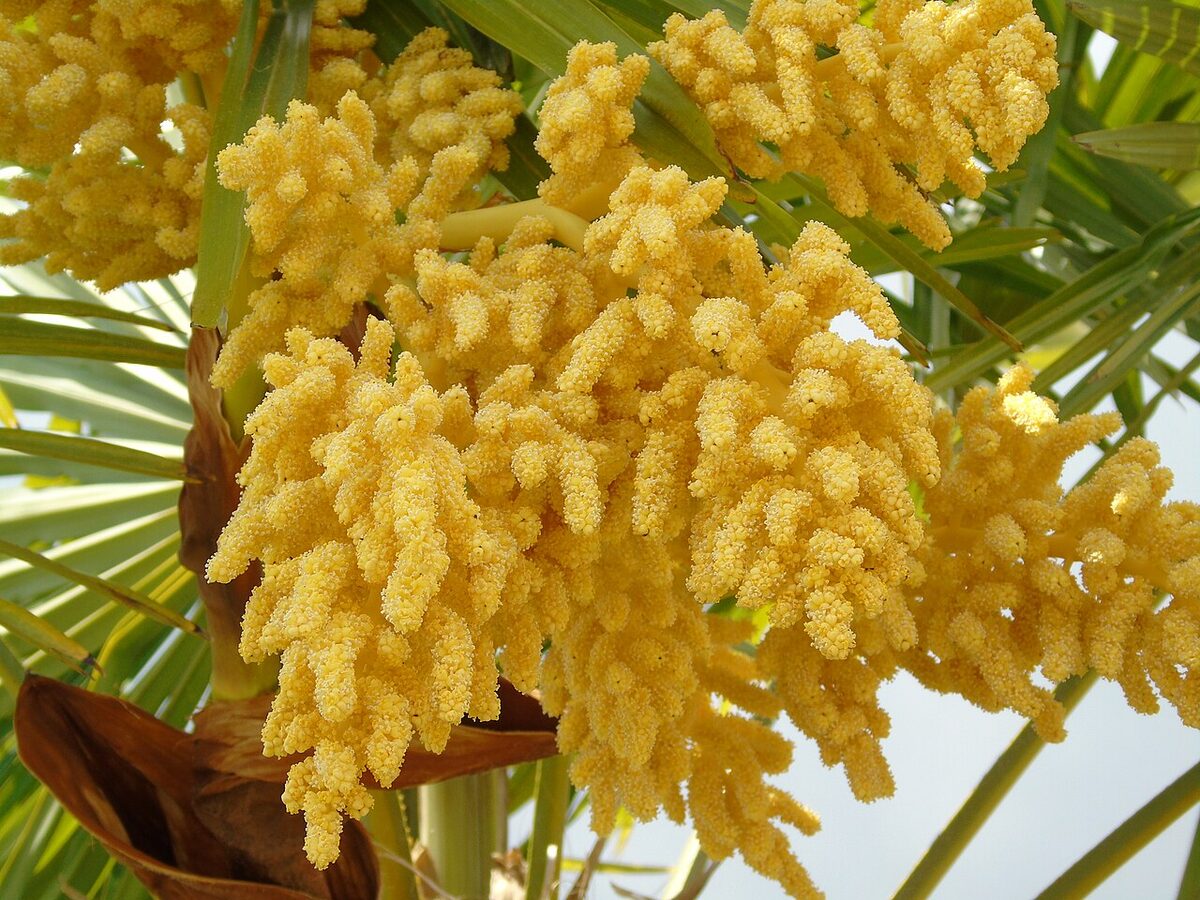 Трахикарпус (Trachycarpus fortunei) — внешний вид растения